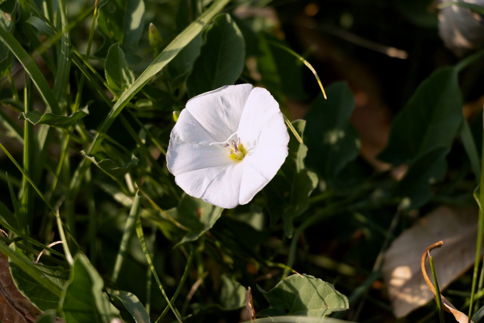 A single white flower sitting in the grass